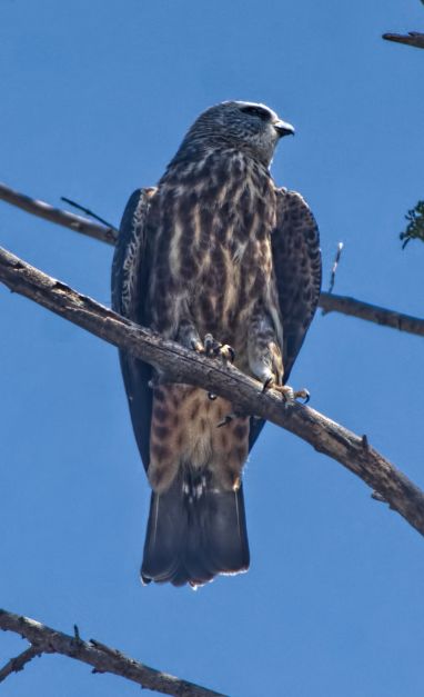 the watcher hawk.jpg